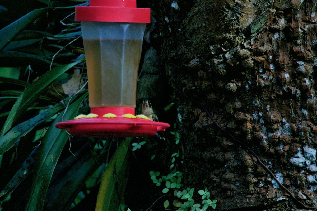 Speckled Hummingbird - Loyan Beausoleil