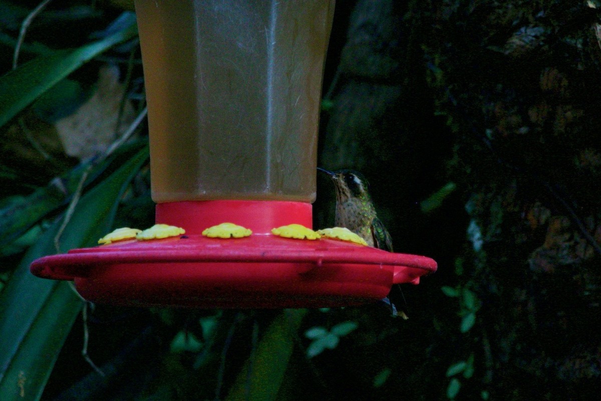 Speckled Hummingbird - Loyan Beausoleil