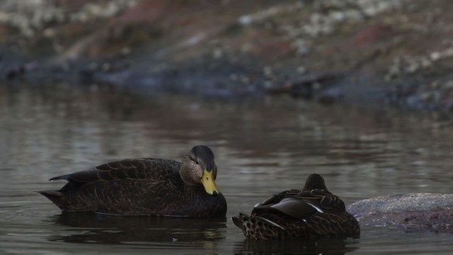 American Black Duck - ML483471