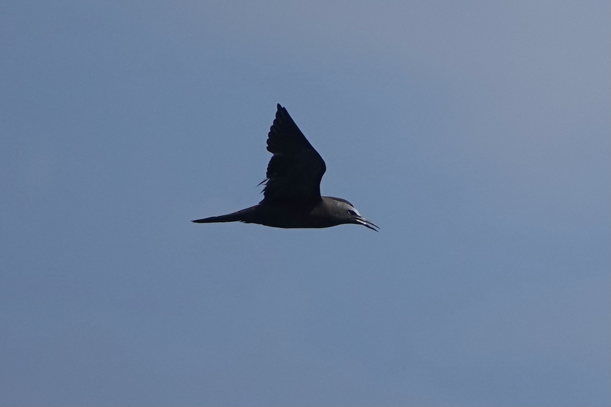 Brown Noddy - ML483471671