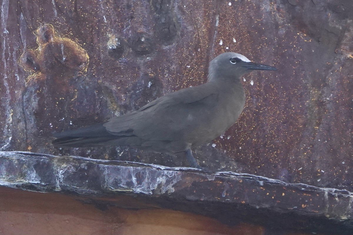 Brown Noddy - ML483471701