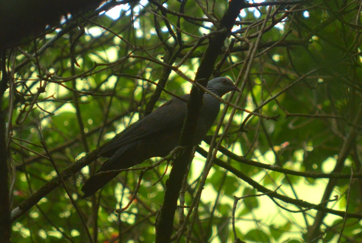 Nilgiri Wood-Pigeon - ML483472561