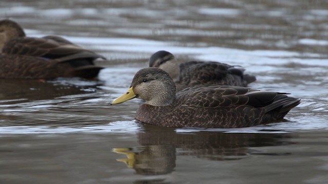 Canard noir - ML483473