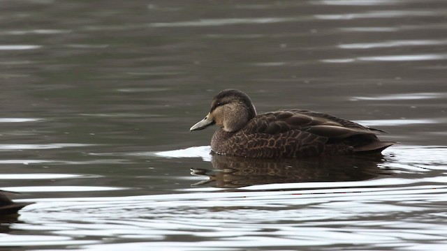 Canard noir - ML483474