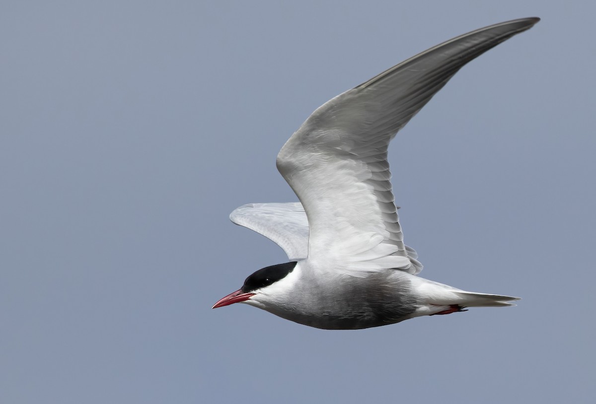Whiskered Tern - David Ongley
