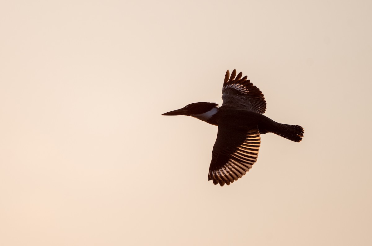 Belted Kingfisher - ML483476321