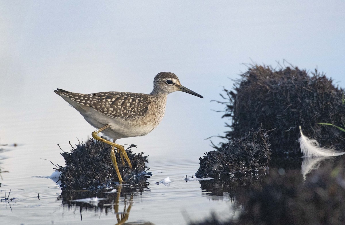 Bruchwasserläufer - ML483476551