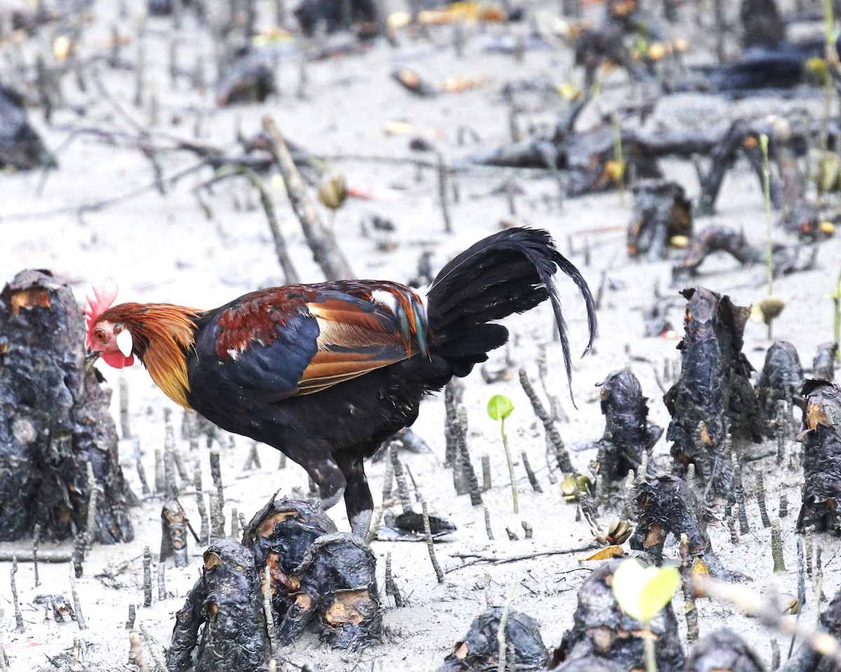 Red Junglefowl - ML483476981