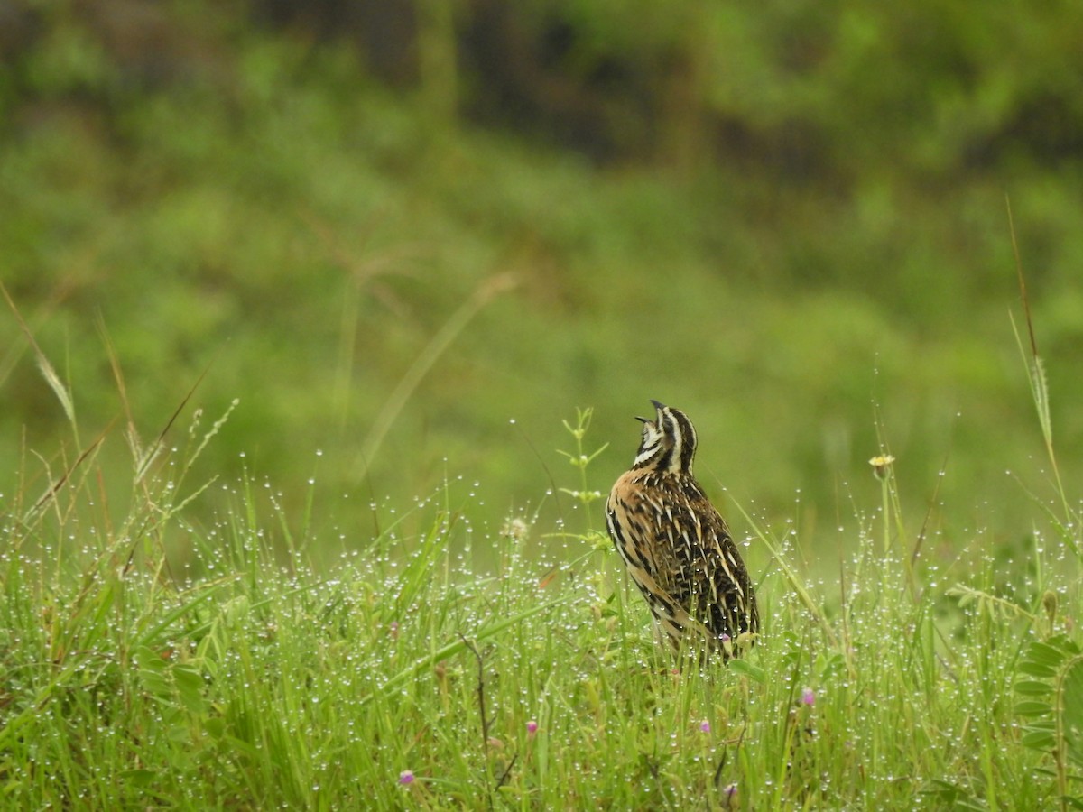 Rain Quail - Milind Ganatra