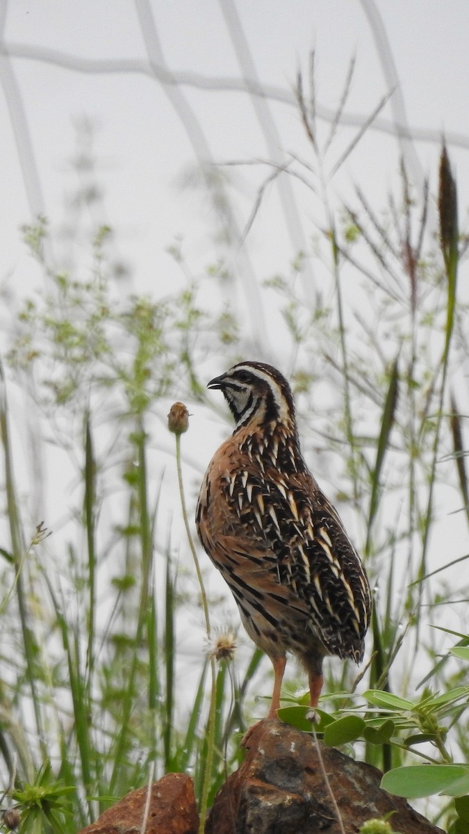 Rain Quail - Milind Ganatra