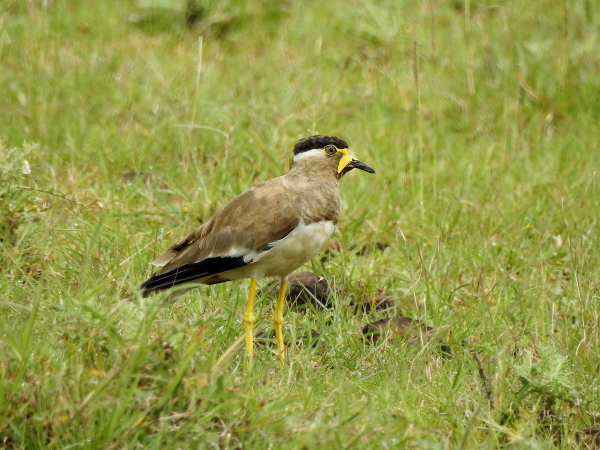 Yellow-wattled Lapwing - ML483478941