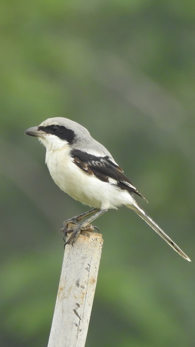 Great Gray Shrike - ML483479151