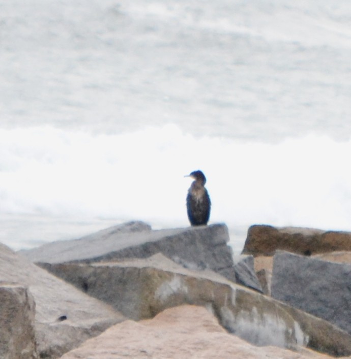 Great Cormorant - ML48348001