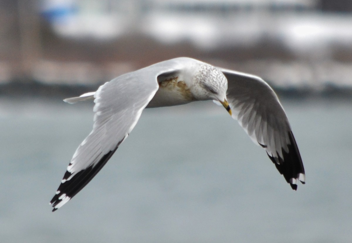 Ring-billed Gull - ML48348111