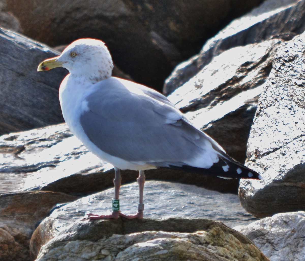 Herring Gull - ML48348201