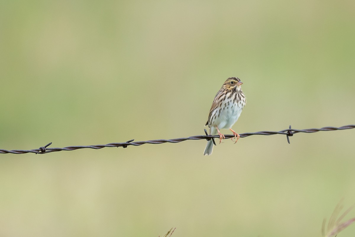 Savannah Sparrow - Rod Goodwin