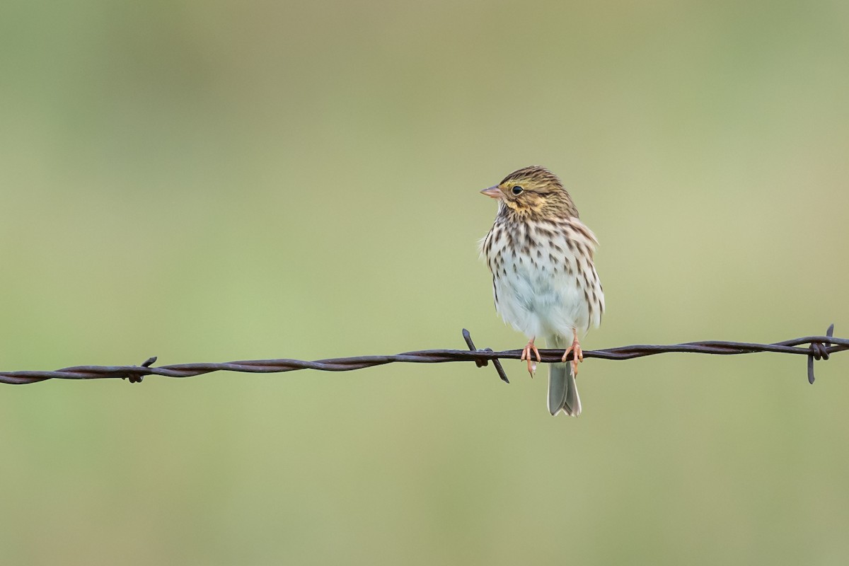 Savannah Sparrow - Rod Goodwin