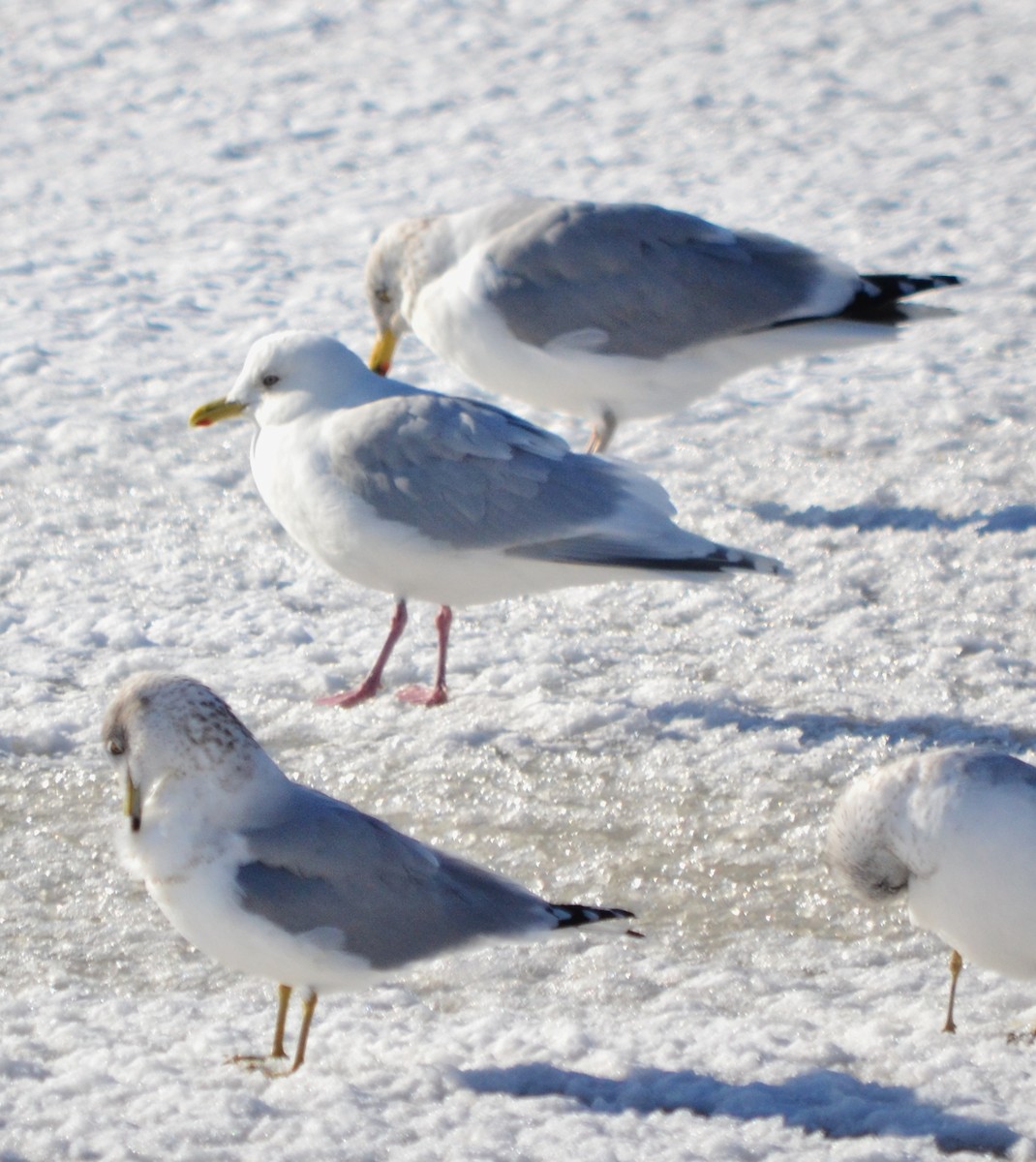 Iceland Gull (kumlieni/glaucoides) - ML48348301