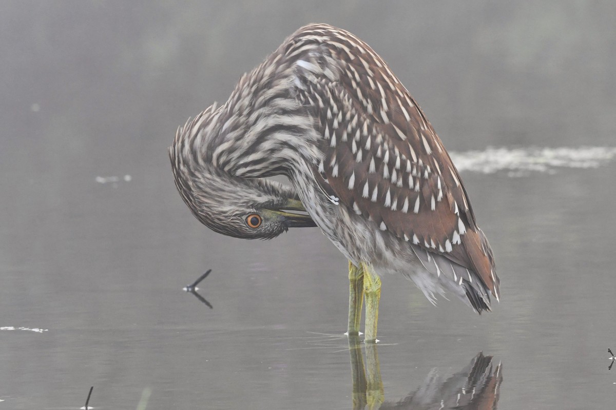 Black-crowned Night Heron - ML483483041