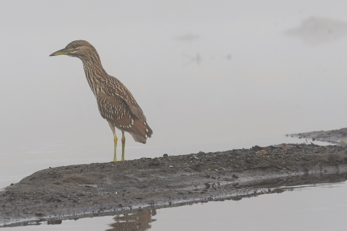 Black-crowned Night Heron - ML483483051