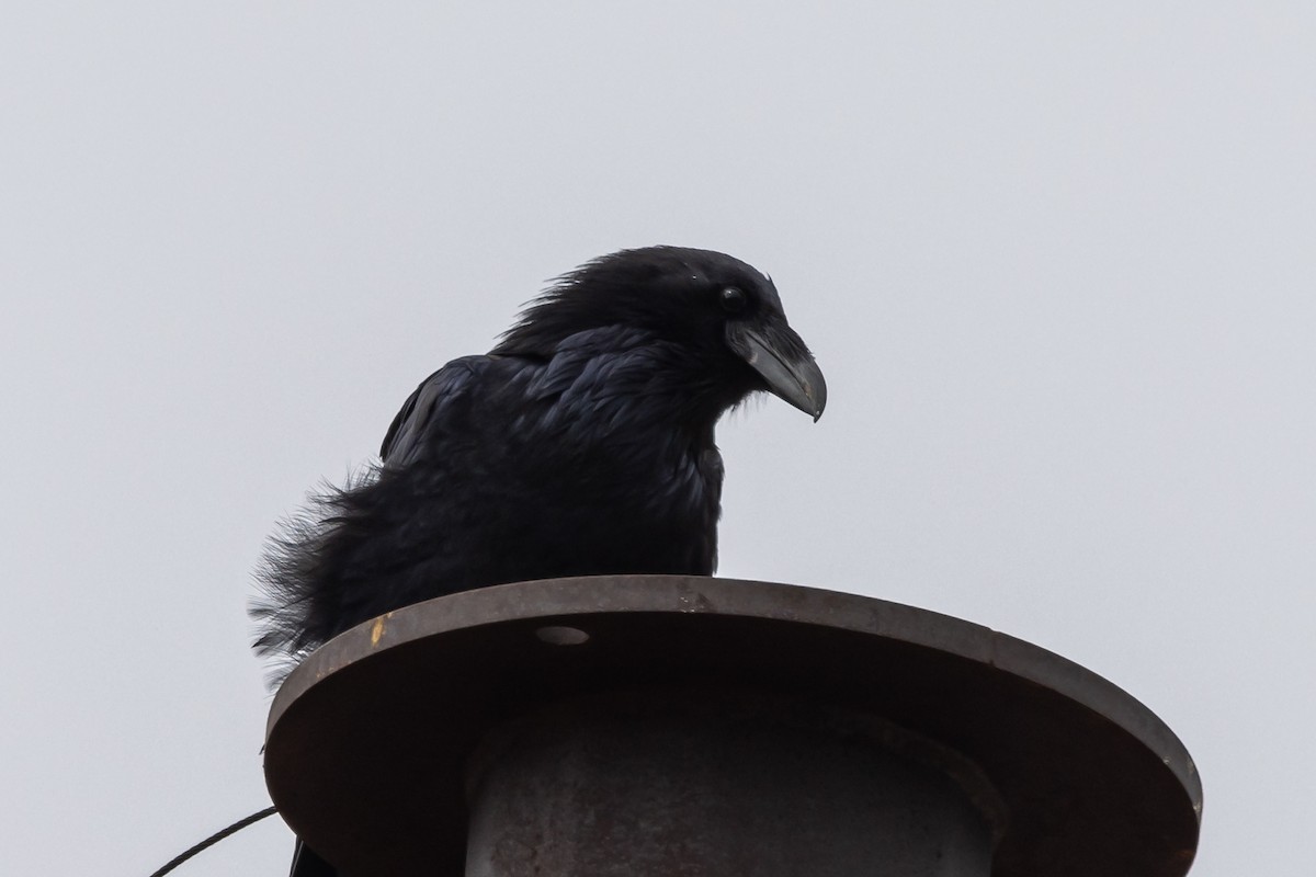 Common Raven - ML483483121