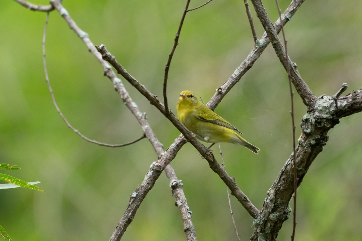 møllparula - ML483483561