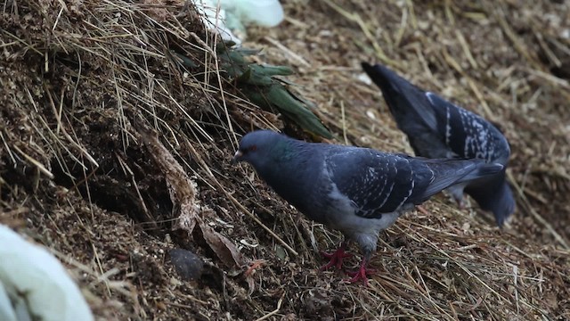 Rock Pigeon (Feral Pigeon) - ML483484