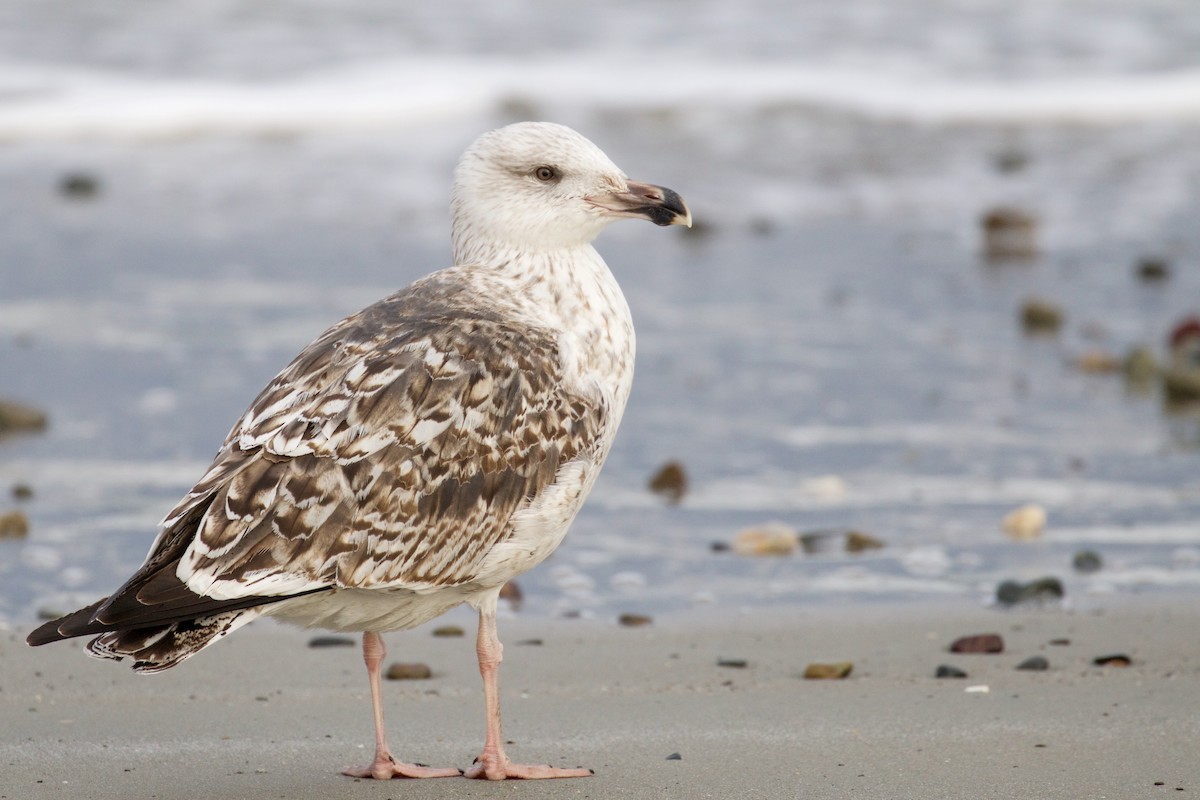 Great Black-backed Gull - Gaetan Dupont