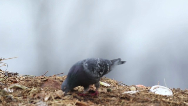 Rock Pigeon (Feral Pigeon) - ML483485