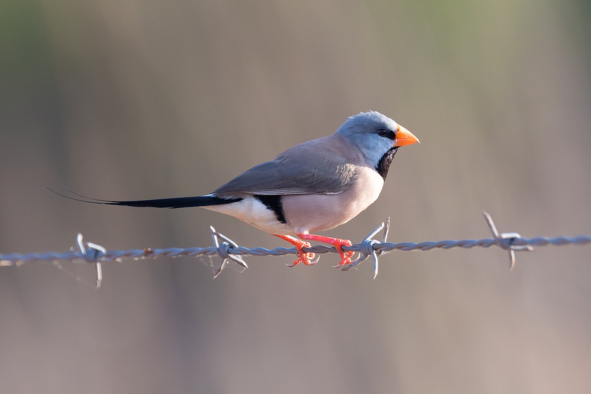 Long-tailed Finch - ML483485091