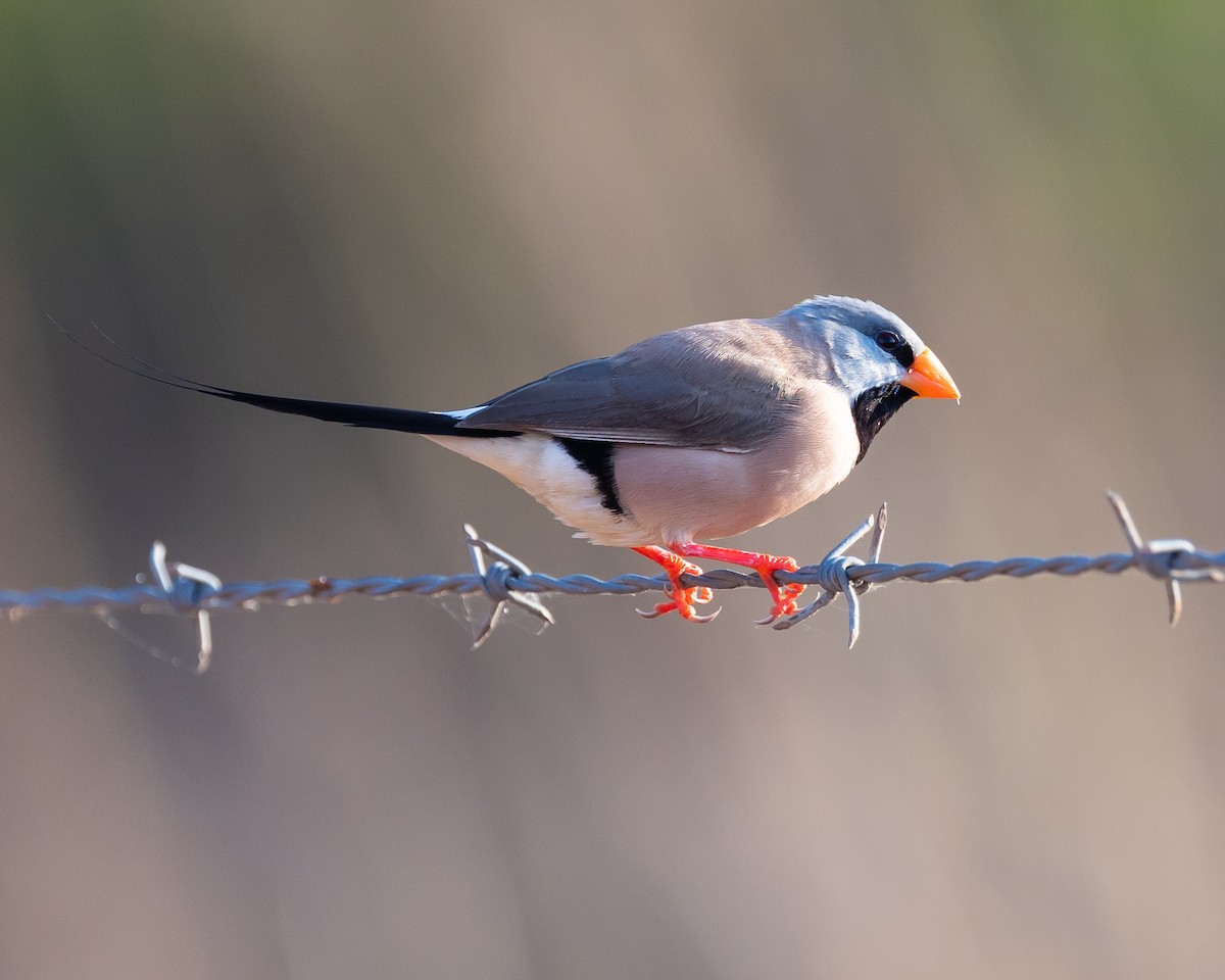 Long-tailed Finch - ML483485101