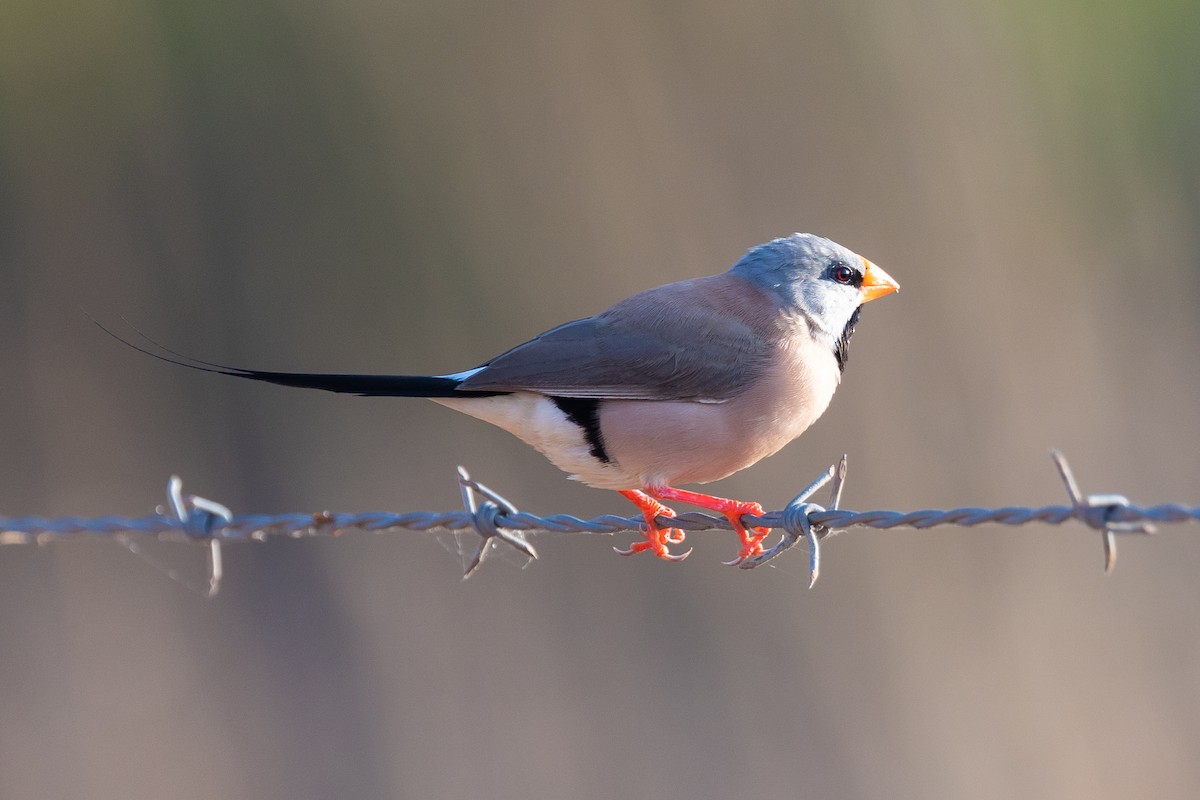 Long-tailed Finch - ML483485111