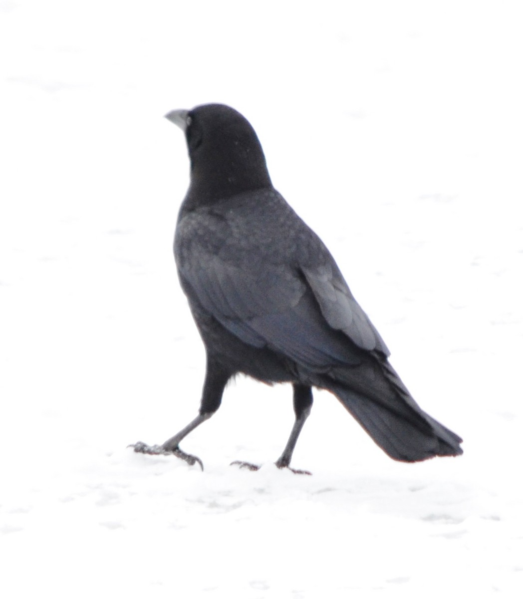 American Crow - ML48348531