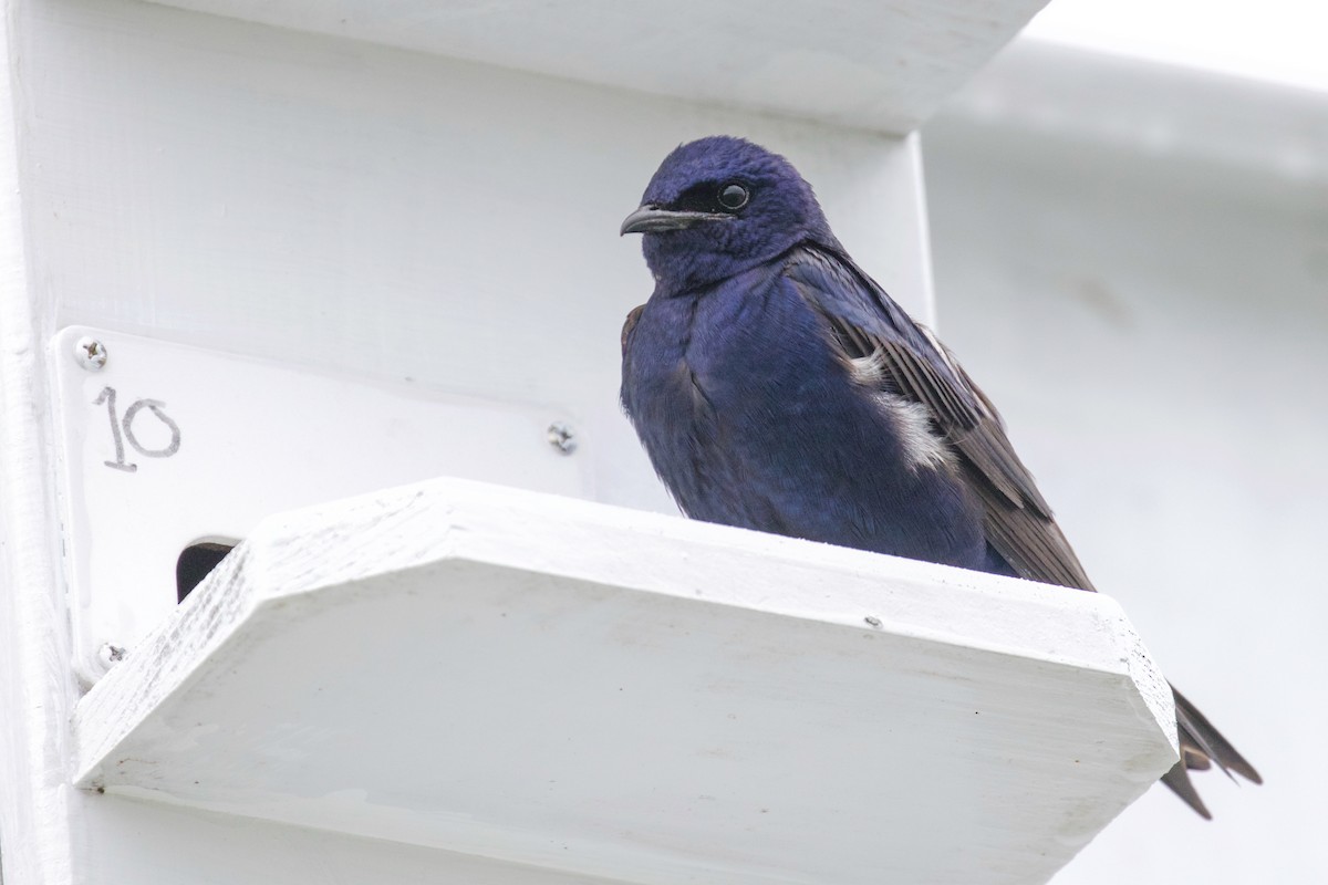 Purple Martin - ML48348571