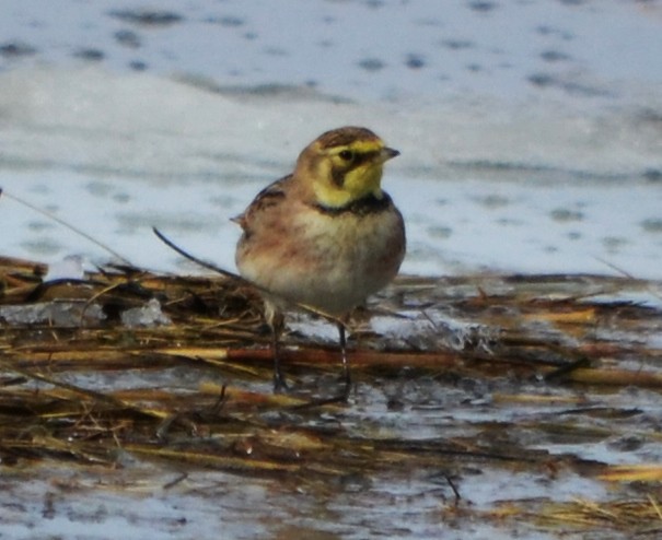 Horned Lark - ML48348581