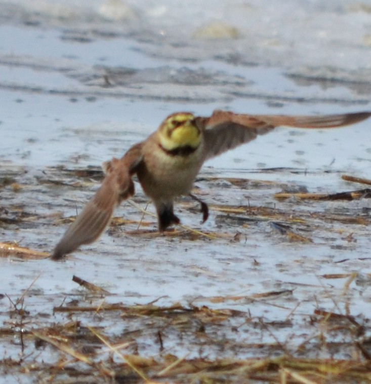 Horned Lark - ML48348591