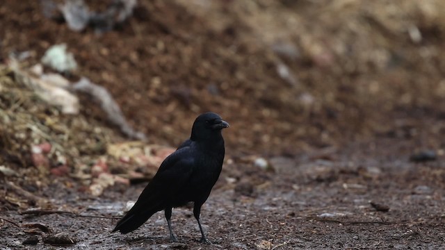 tanımsız karga (Corvus sp.) - ML483486