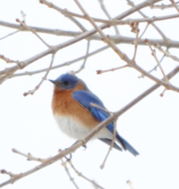 Eastern Bluebird - ML48348631