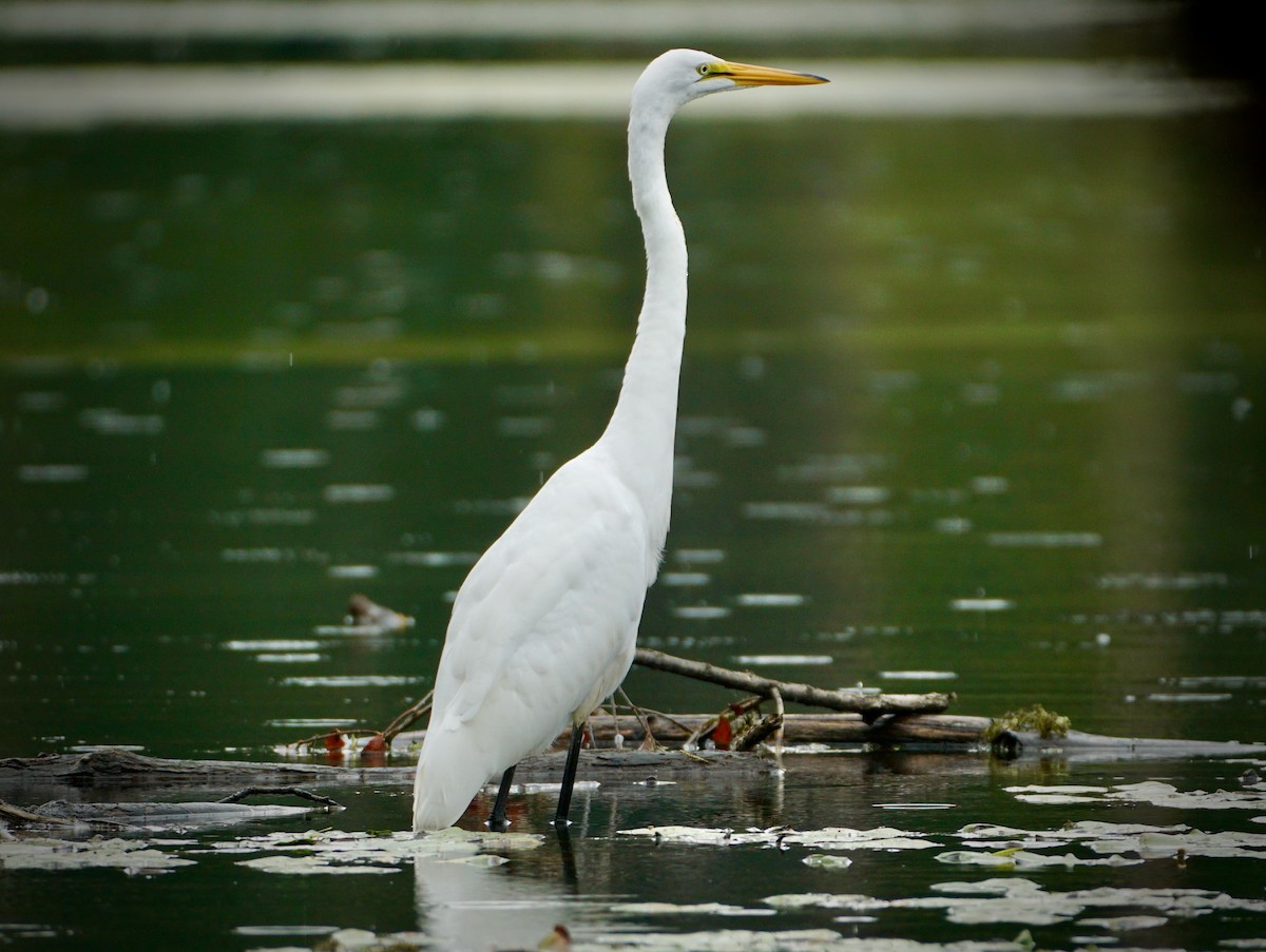 Great Egret - Laura Sisitzky