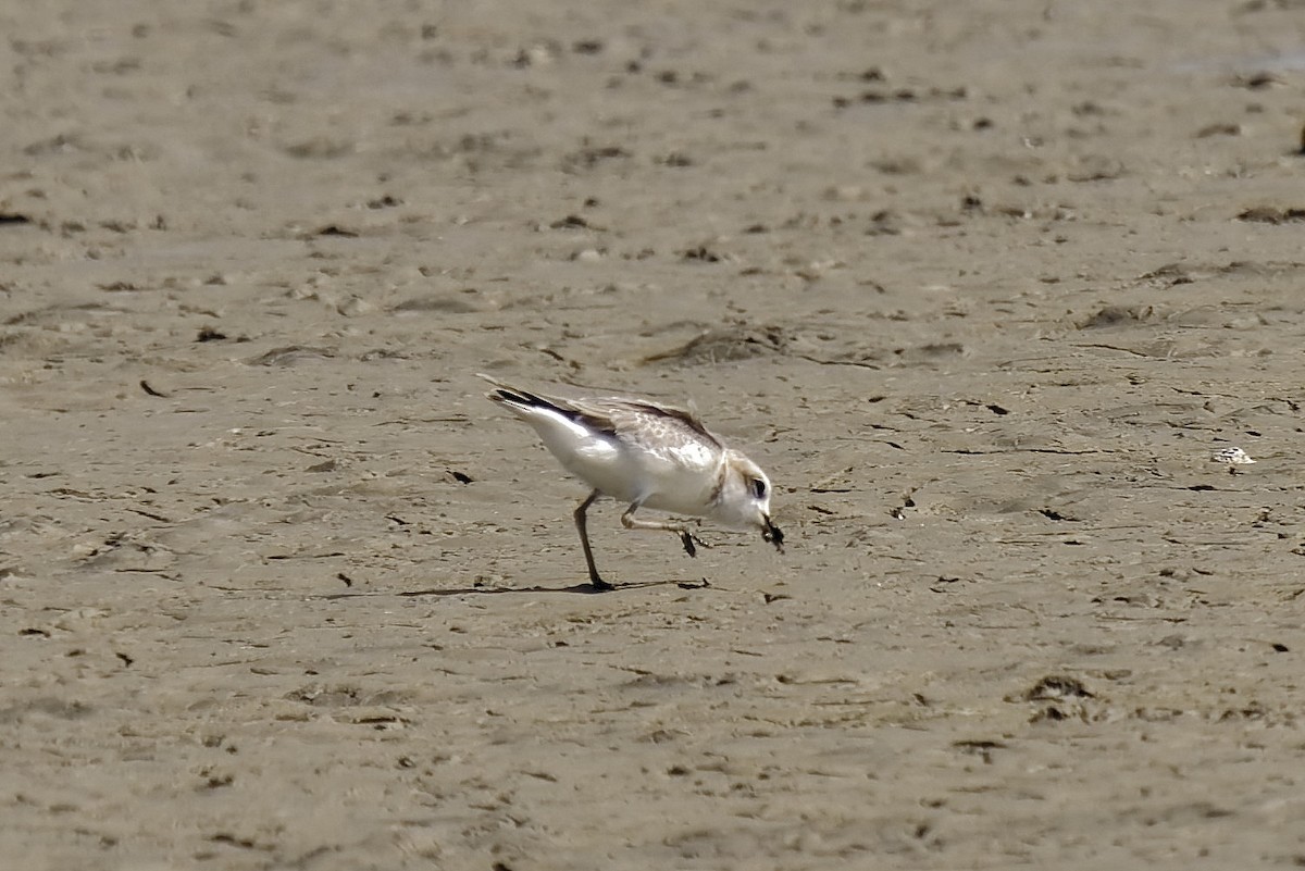 Snowy Plover - Holger Teichmann