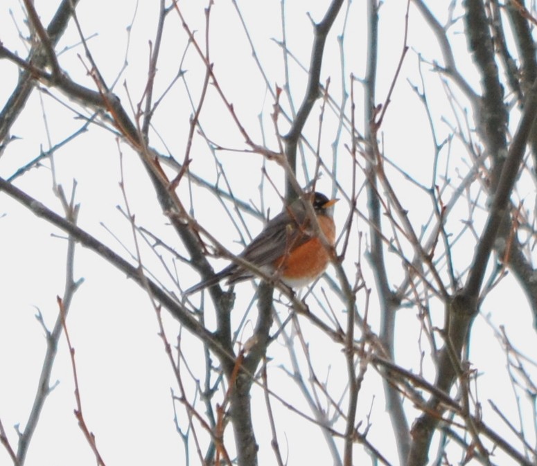 American Robin - ML48348711