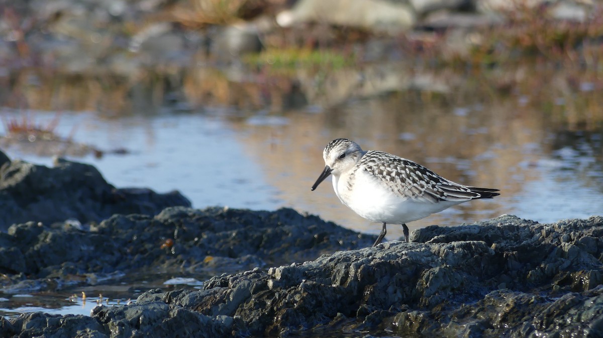 Sanderling - ML483487931