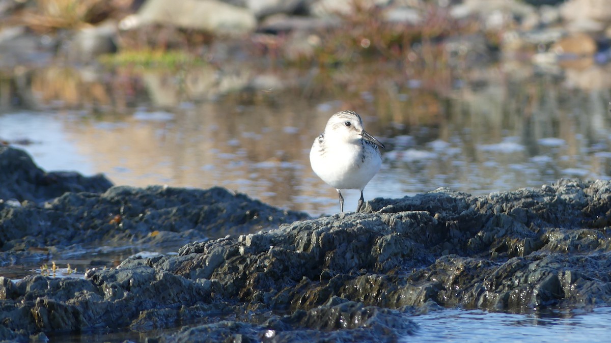 Sanderling - ML483487941