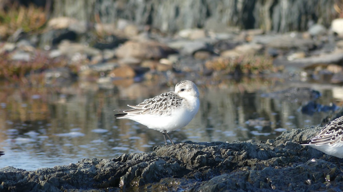 Sanderling - ML483487951