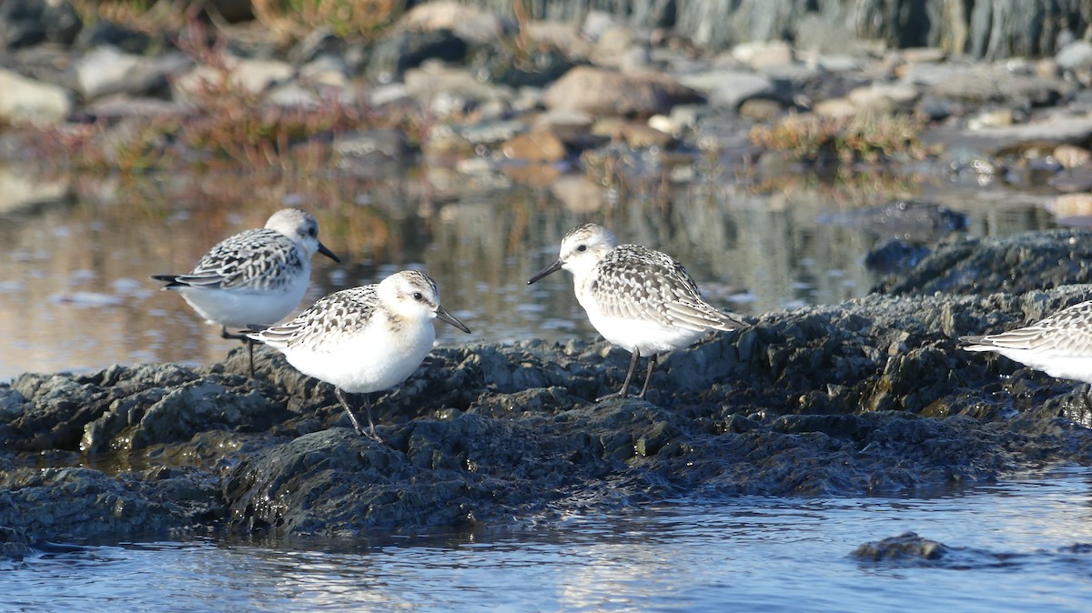 Sanderling - ML483488011