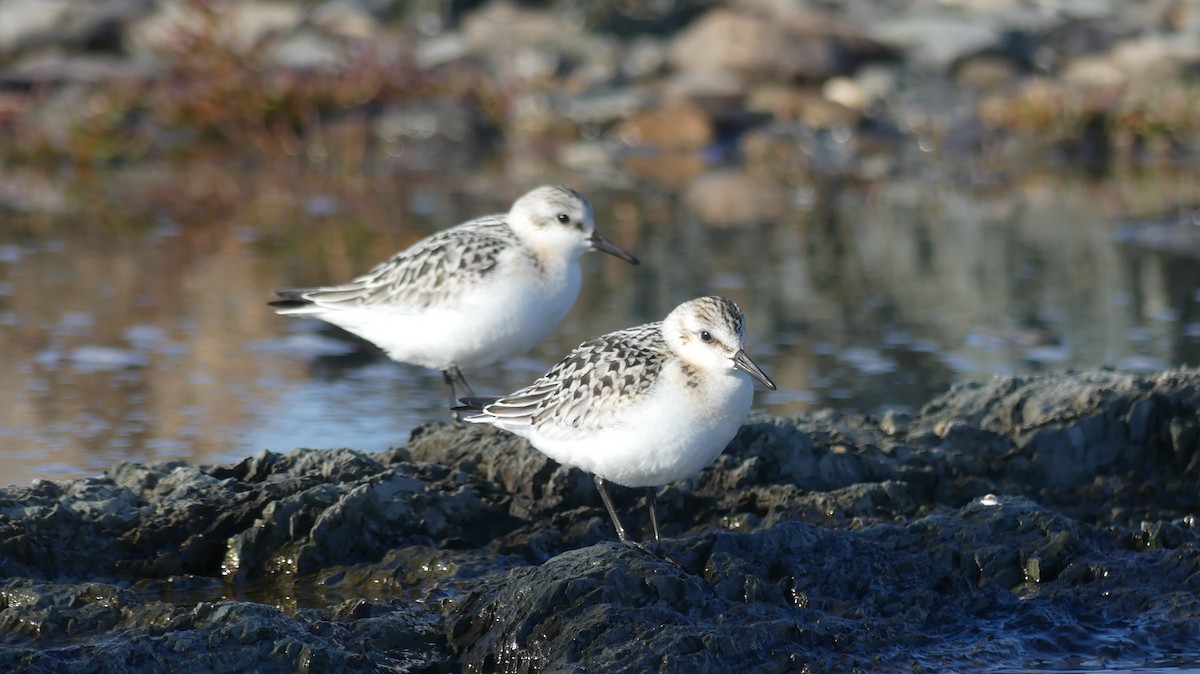 Sanderling - ML483488021