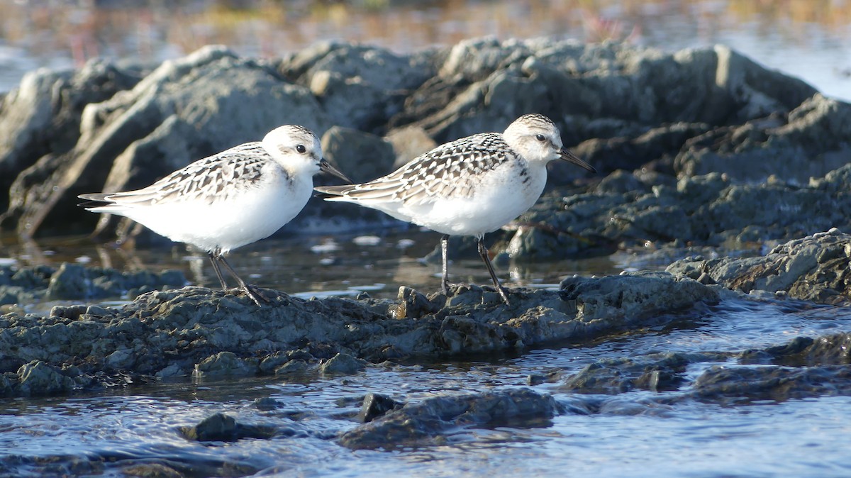 Sanderling - ML483488071