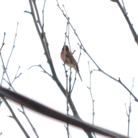 House Finch - ML48349071