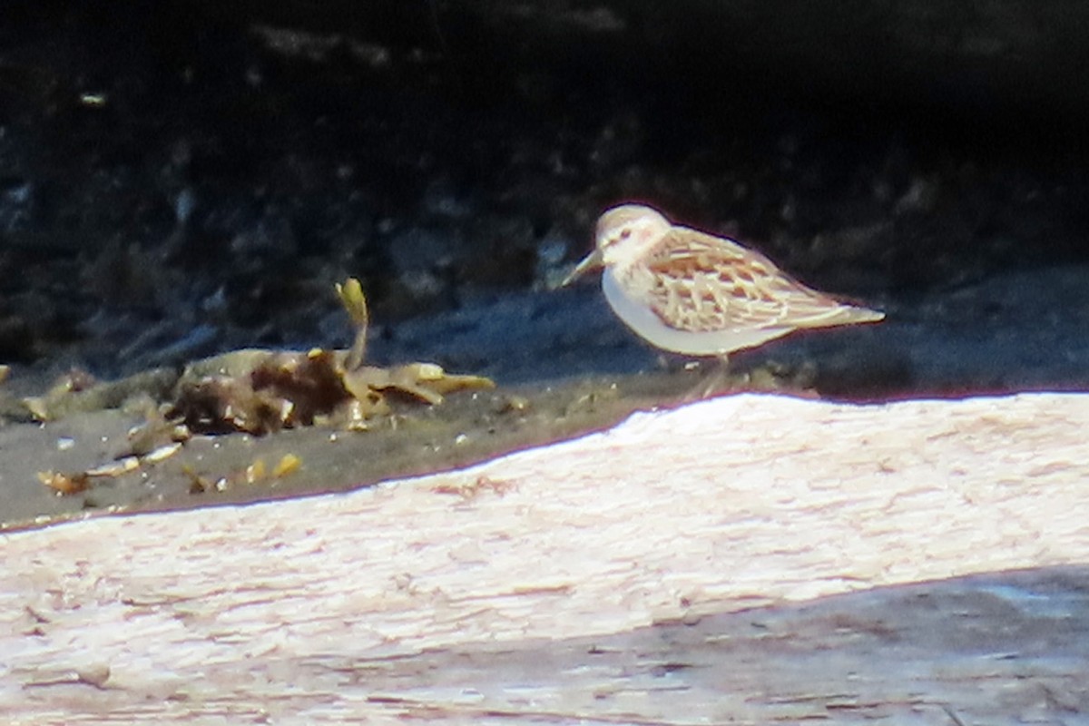 Перепончатопалый песочник - ML483491721