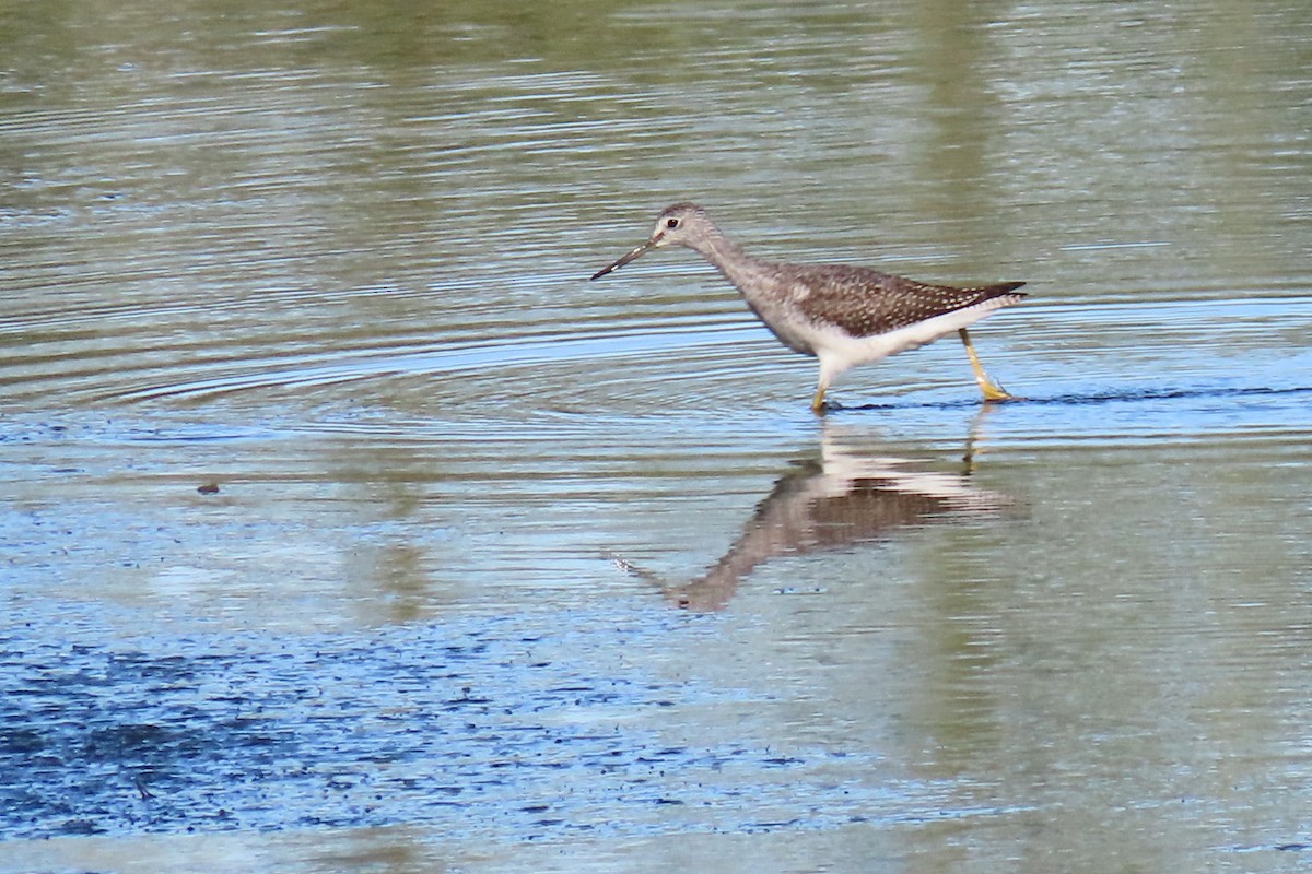 Желтоногий улит - ML483491751